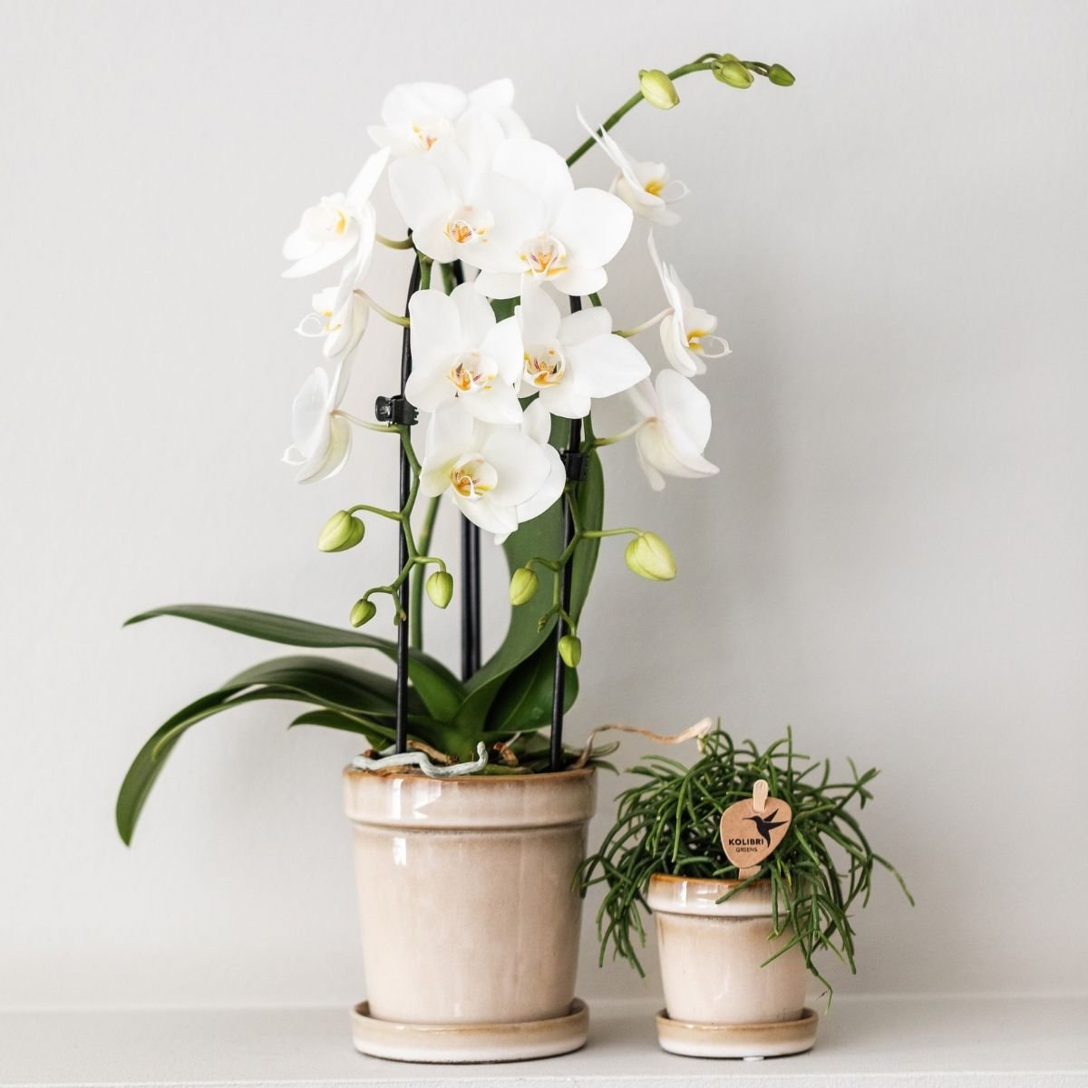 Kolibri Orchids | Combi Deal - 4 Witte Phalaenopsis Orchideeën Niagara Fall White - Ø9 cm