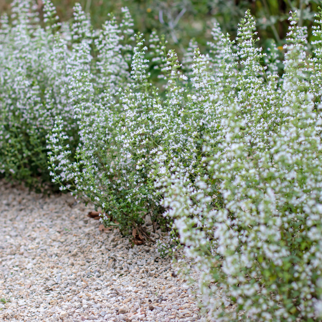 6x Calamintha n. nepeta - ↕10-25cm - Ø9cm