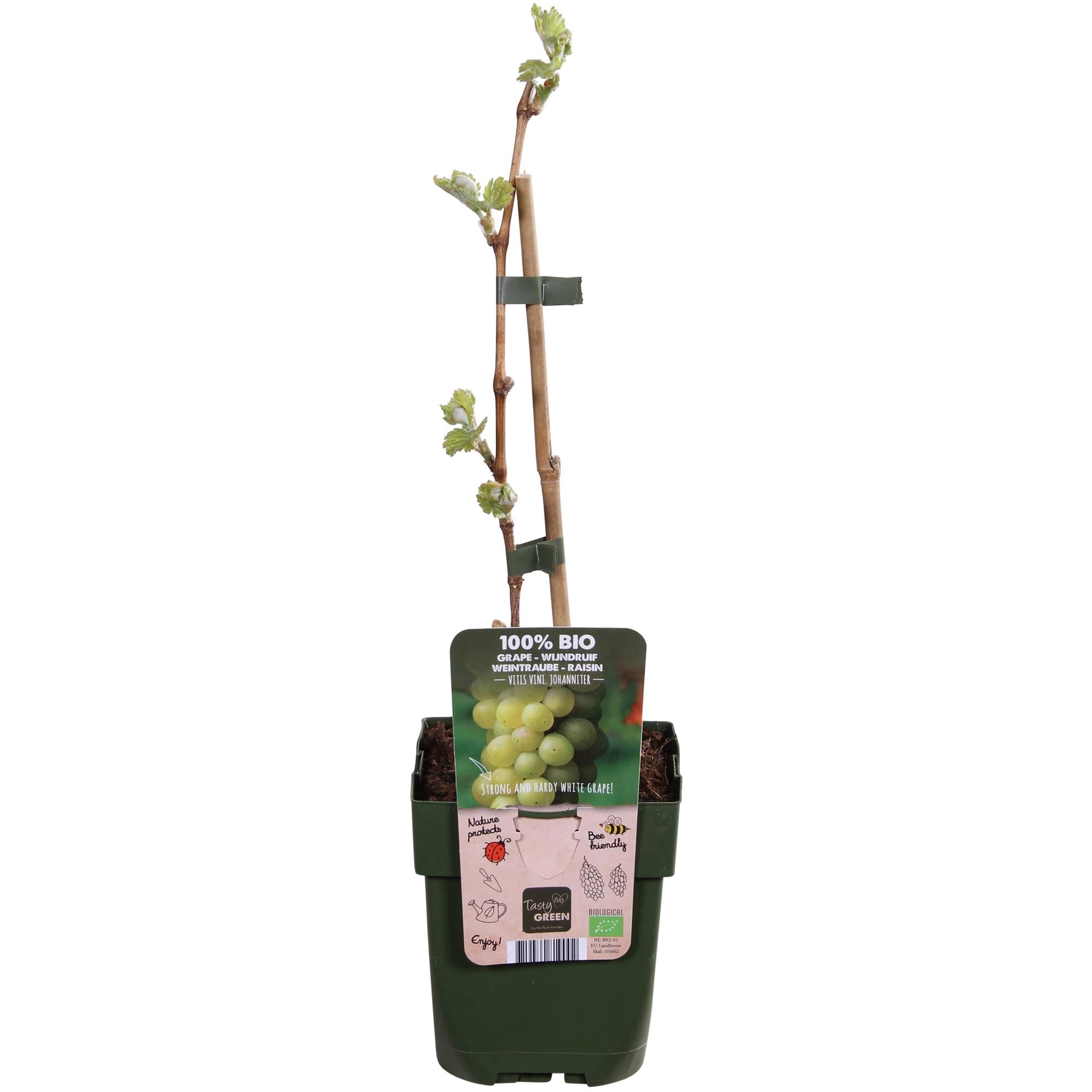 Vitis vinifera 'Johanniter' - White Grape - Ø13cm - ↕45cm