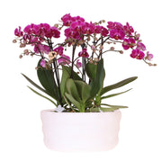 Kolibri Orchids | paarse orchideeënset in Como dish incl. waterreservoir | drie paarse orchideeën Morelia 9cm | Mono Bouquet paars met zelfvoorzienend waterreservoir