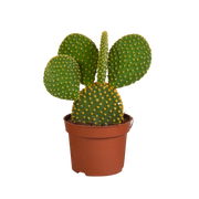 Opuntia microdasys - 12cm - without pot