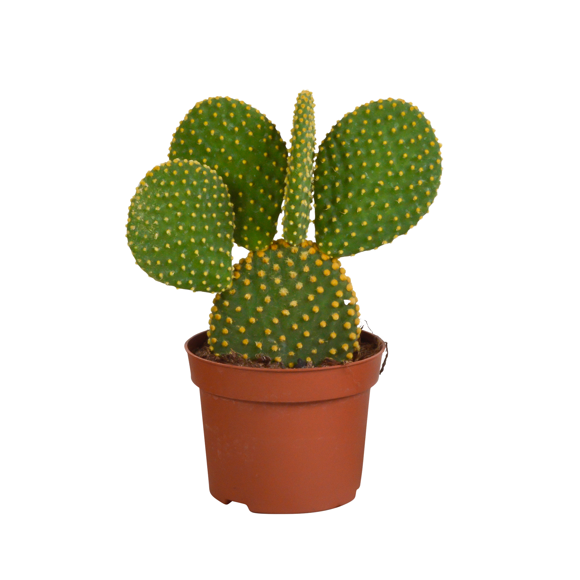 Opuntia microdasys - 12cm - without pot