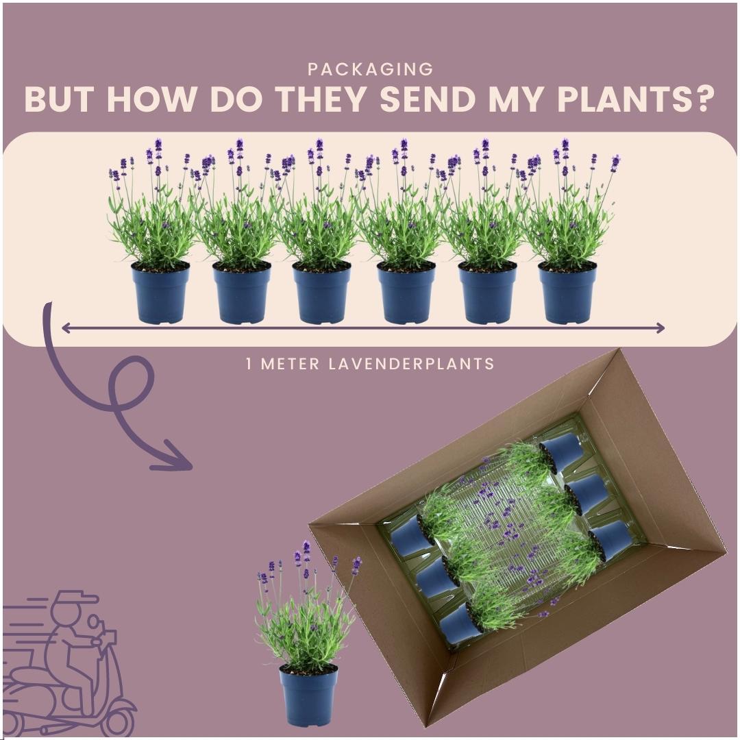 Lavandula angustifolia Felice® - 12 cm pot - Set van 6 Echte Lavendel planten