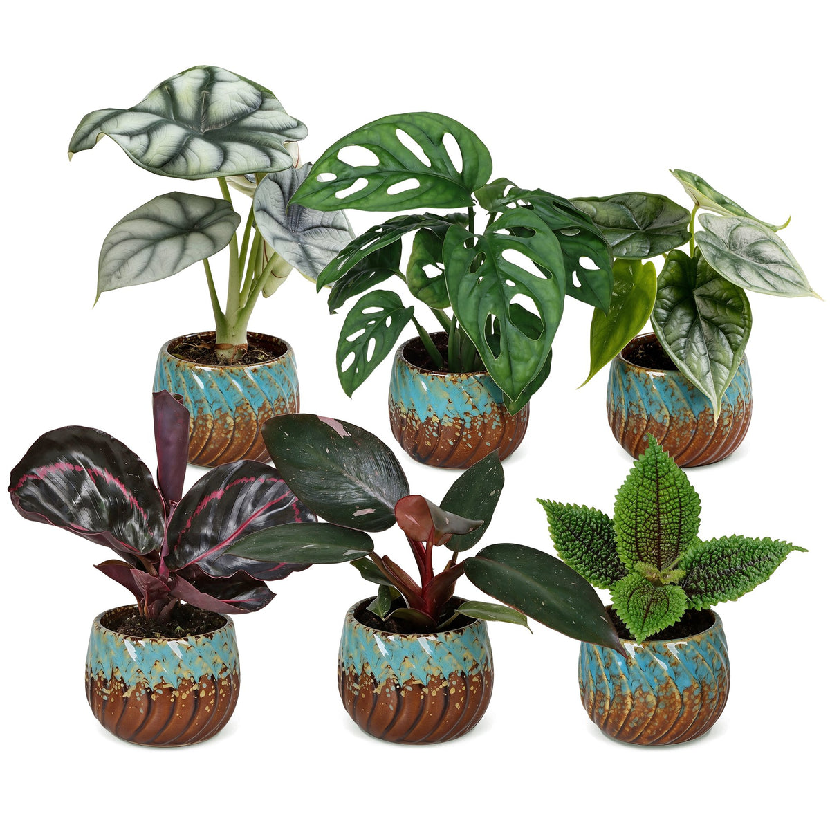 Baby Planten Jungle Mix - Diversen 6x - Tropisch - incl. Copper Reef - Ø6cm - ↕10-15cm