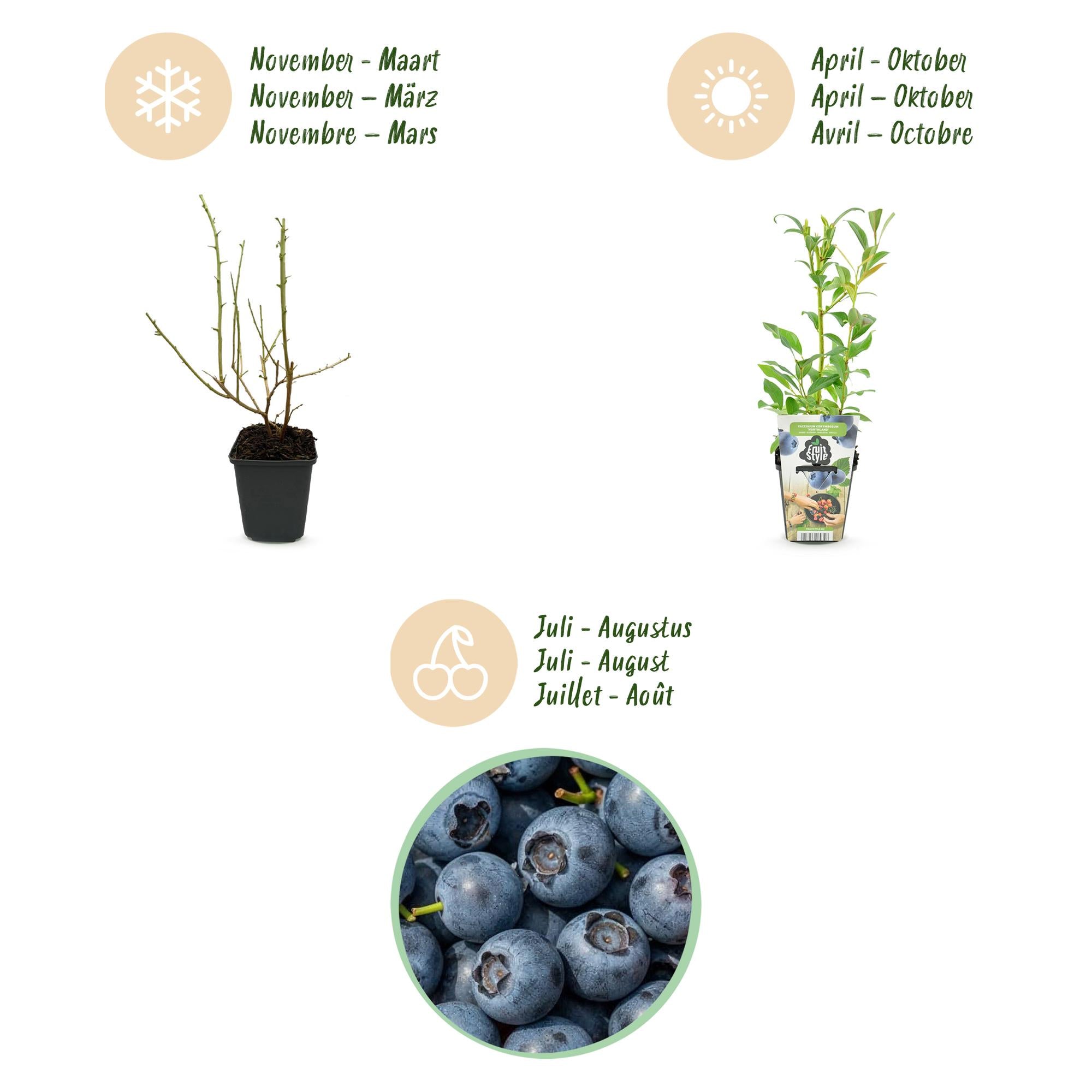 Blauwe Bes - Vaccinium corymbossum Northland - Winterhard - 3 Planten -Pot 9 cm - Blauwe Bes