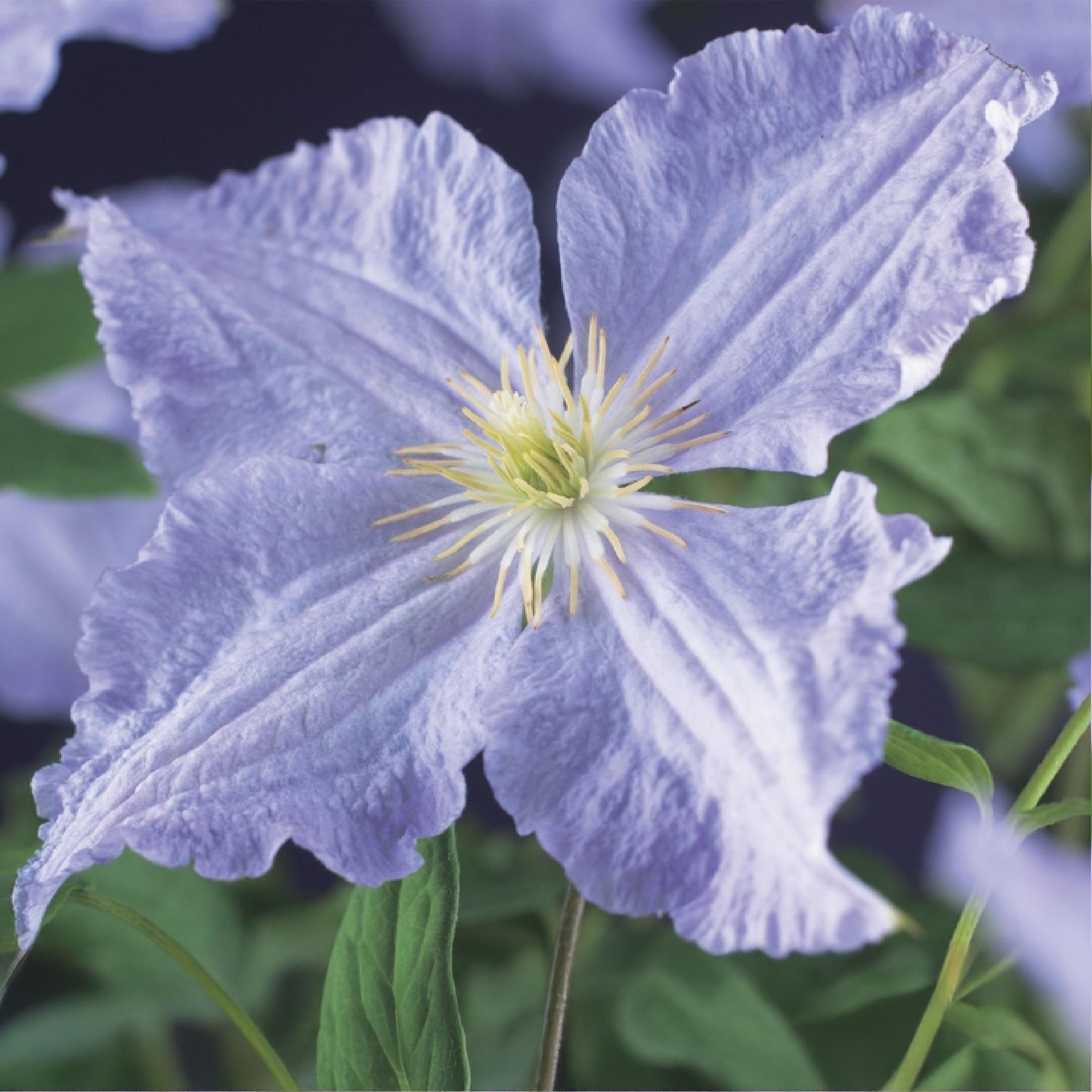 Green boutiQ – Kletterpflanze – Clematis Blue Angel – Blüte: Hellblau – Pflegeleicht – 2 Pflanzen – Topf: 11 cm, Höhe: 40 cm