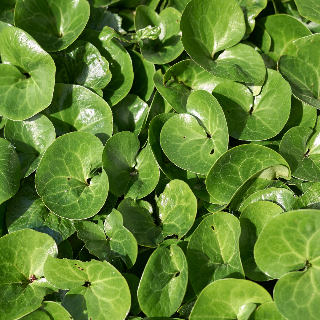 12x Asarum europaeum - ↕10-25cm - Ø9cm