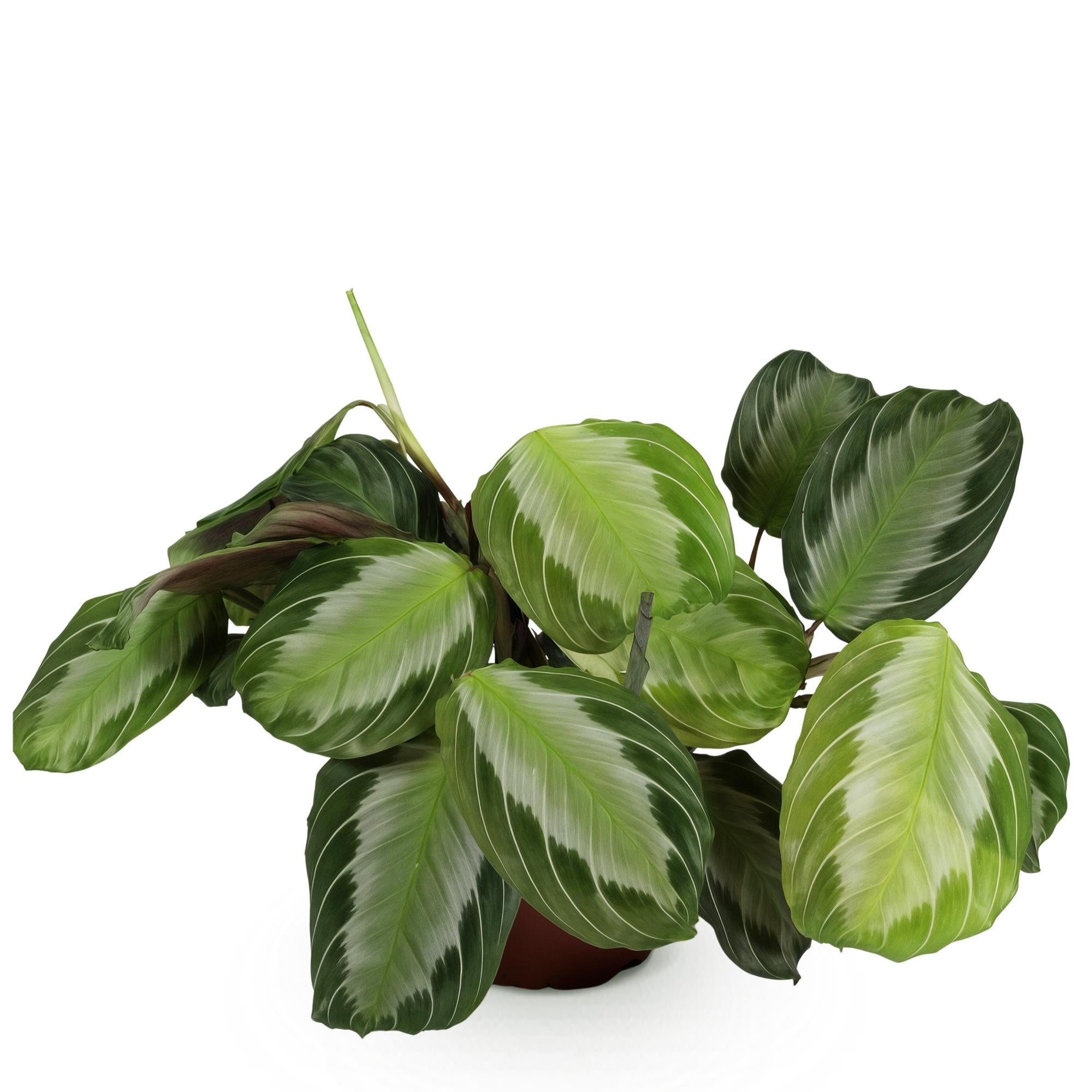 Maranta Fascinator Silverband - Gebedsplant - Huisdiervriendelijke Plant - Groen - 1 Plant - Pot 12cm - Hoogte 25cm