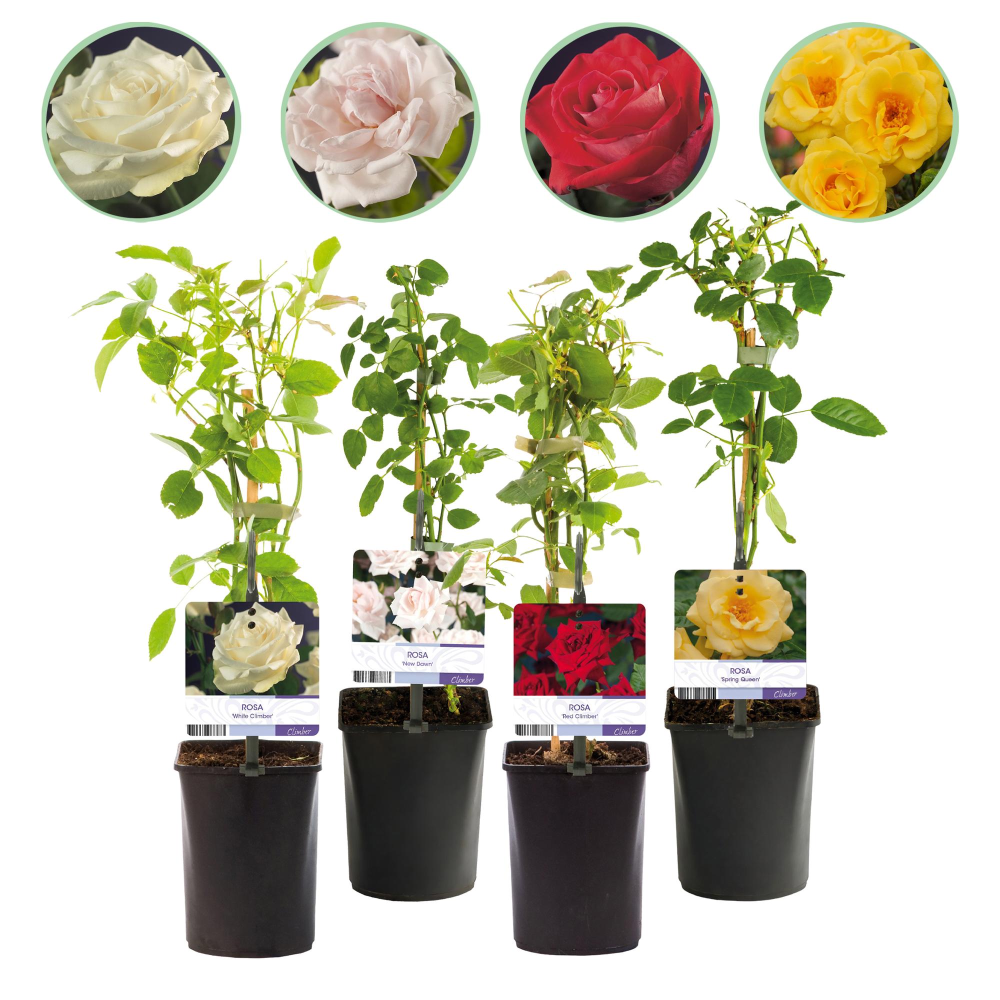 Green boutiQ – Kletterrose – Rosa Rainbow – Blüten: Rosa, Weiß, Gelb, Rot – Pflegeleicht – 4 Pflanzen – Topf: 11 cm, Höhe: 40 cm