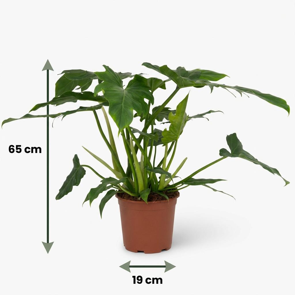 Philodendron Lacerum - Groen - Weinig onderhoud - 1 Plant - Pot 19cm - Hoogte 65cm