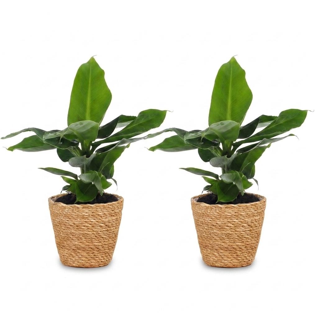 Musa Oriental Dwarf - Dwergbanaan - 2x - met Zeegras Mand - Pot 12cm - Hoogte 30cm