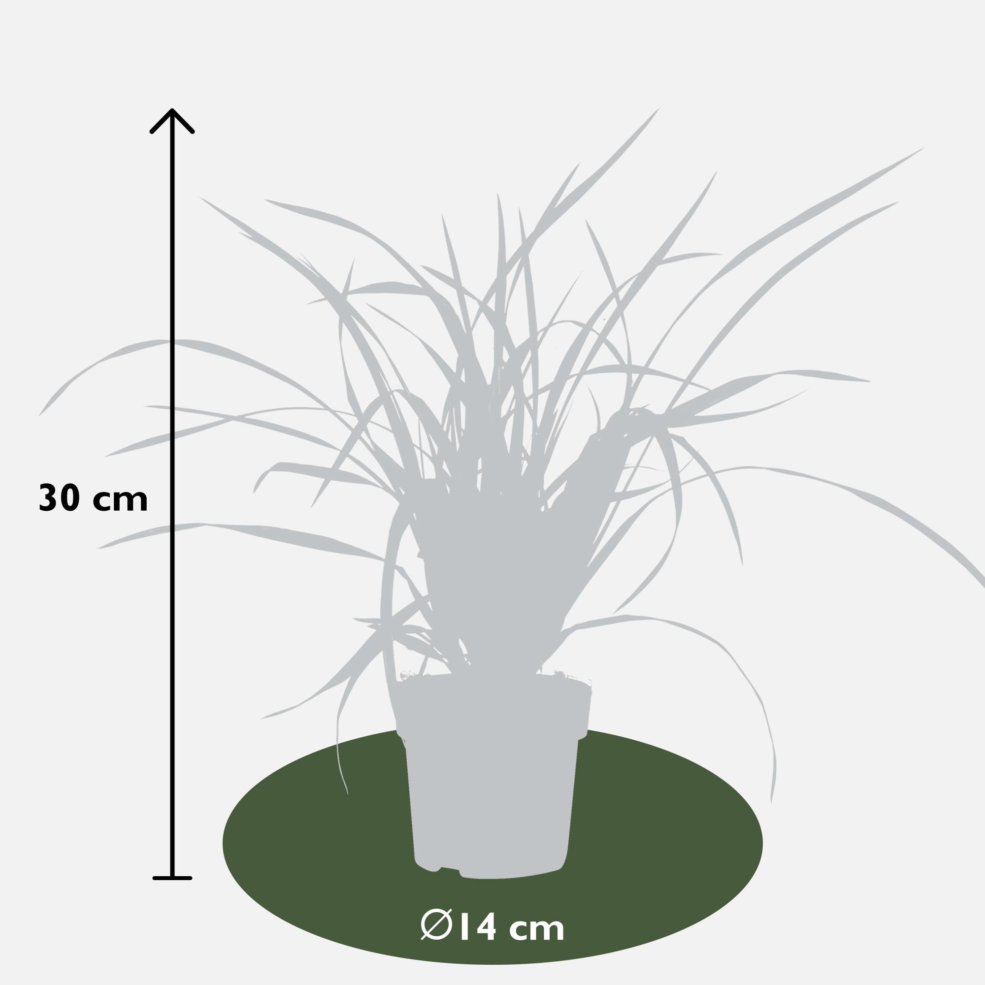 Carex morrowii Irish Green - Ø19cm - ↕40cm - Ø14 - ↨30cm