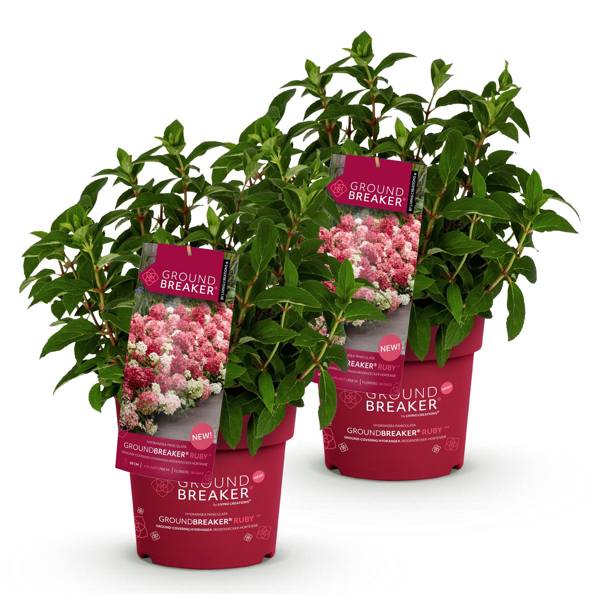 Hydrangea panniculata Groundbreaker Ruby - Pluimhortensia - Winterhard - Rood - 2 Planten - Pot 14cm -Hoogte 20-25cm