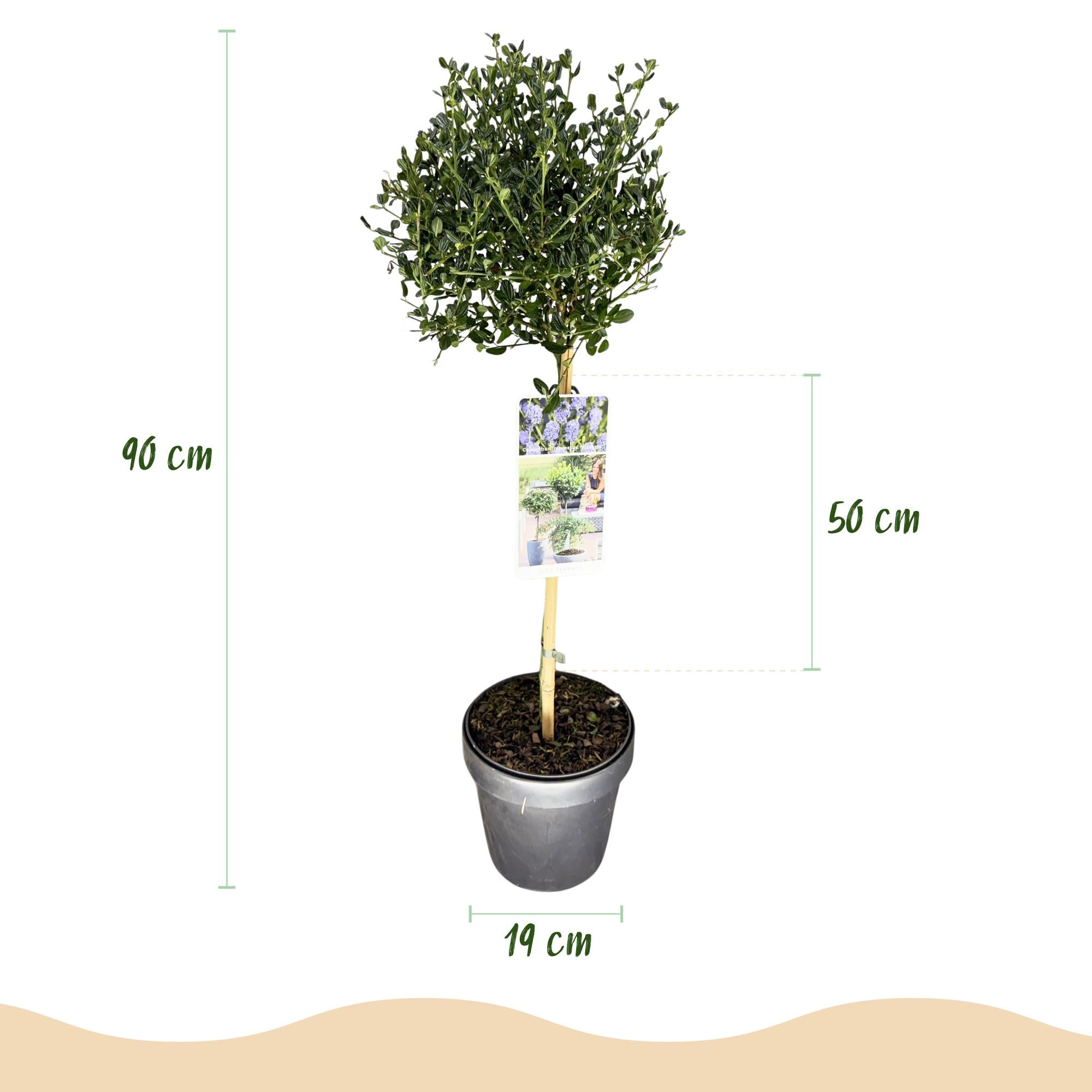 Ceanothus impressus Victoria - Terras Plant - Bladhoudend - Winterhard - Paarse Bloem - Pot 19cm Hoogte 90cm