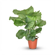 Calathea Orbifolia - Ø 17 cm - Hoogte: 40 - 50cm