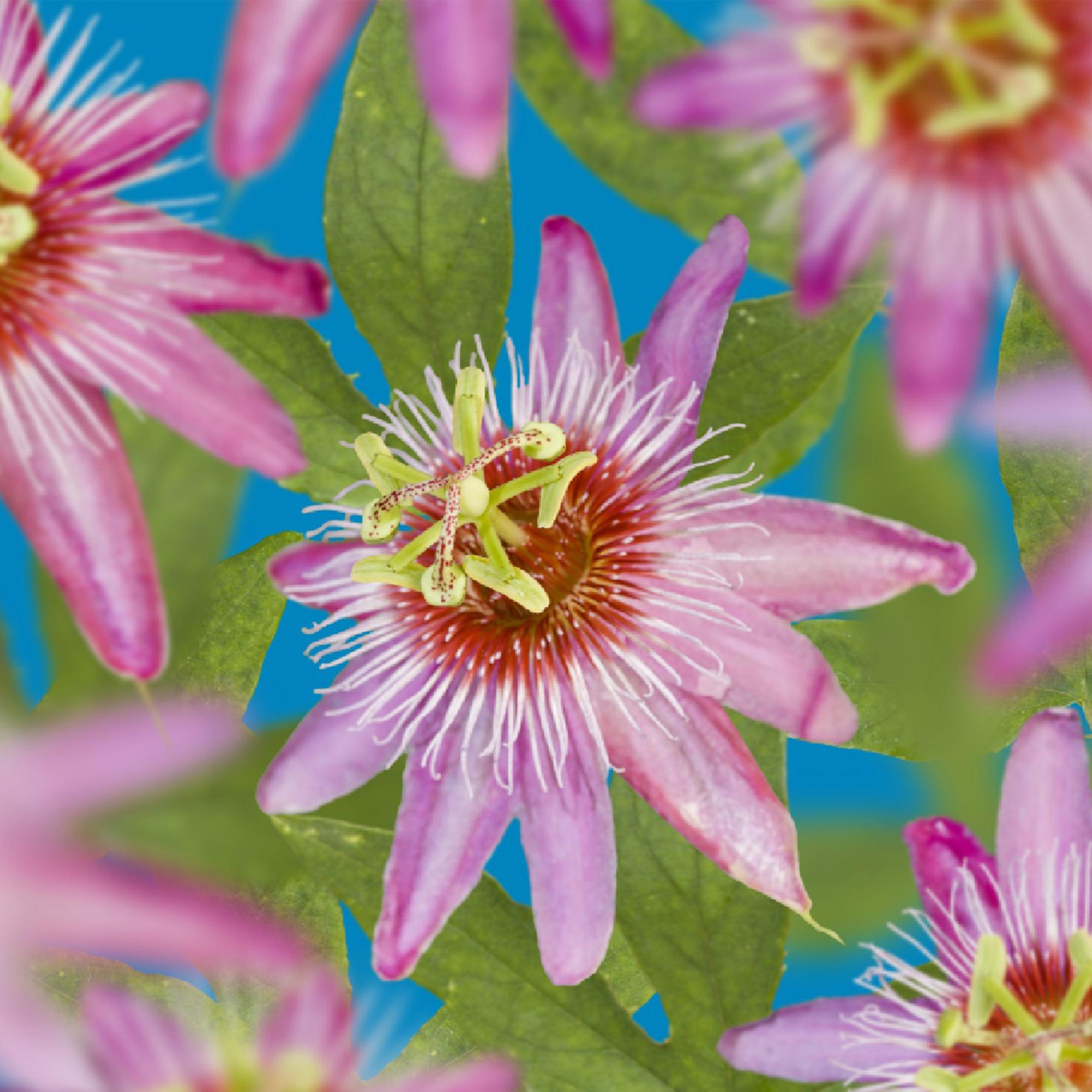 Green boutiQ – Passionsblume – Passiflora Anastasia – Rosa Blüte – Pflegeleicht – 2 Pflanzen – Topf: 11 cm, Höhe: 40 cm