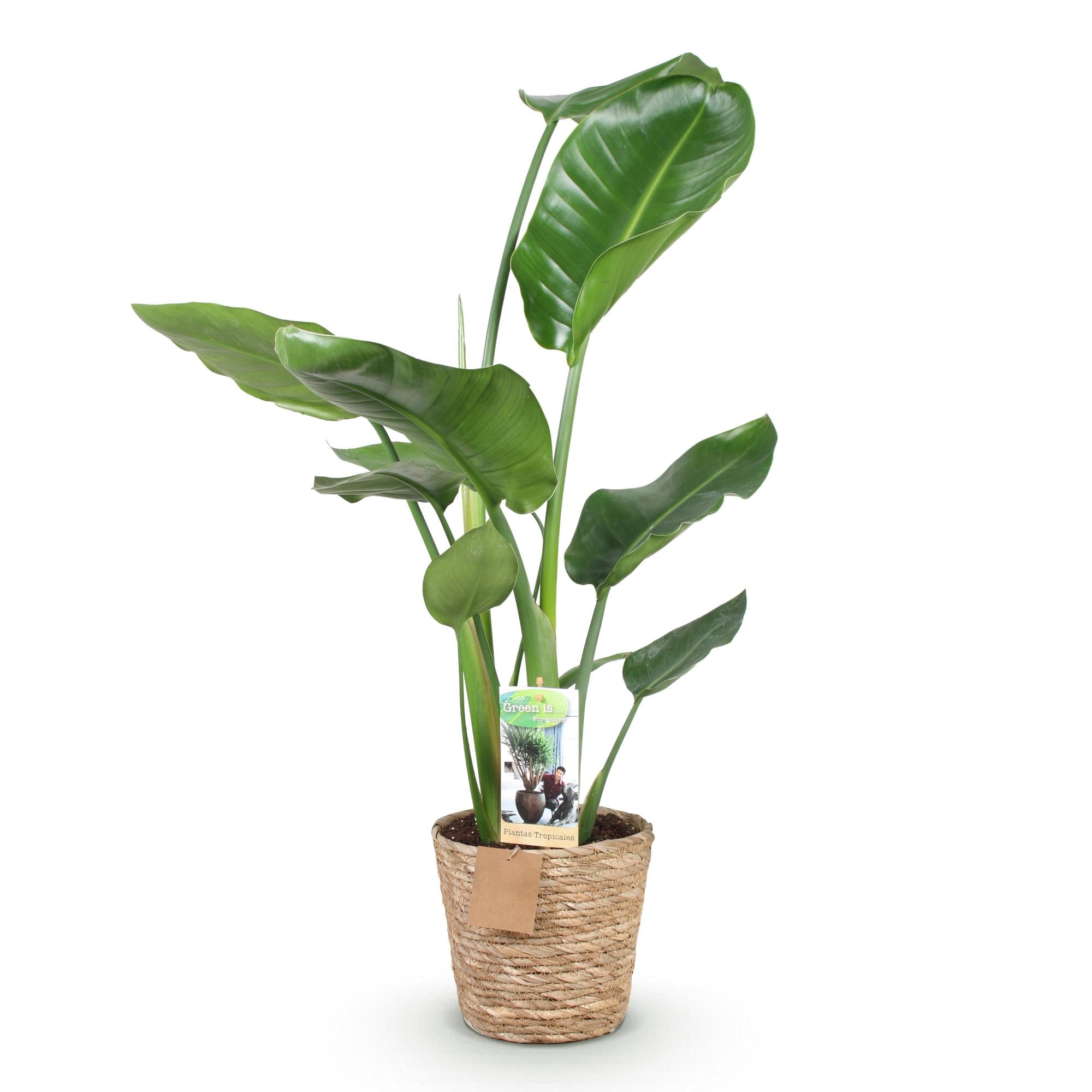 Stelitzia Nicolai - Paradijsvogelbloem - Weinig onderhoud - met mand - Groen - 1 Plant - Pot 17cm - Hoogte 70-90cm
