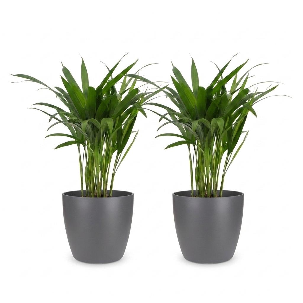 Areca Lutescens - Goudpalm - 2x - met Potter Grijs - Pot 12cm - Hoogte - 45cm