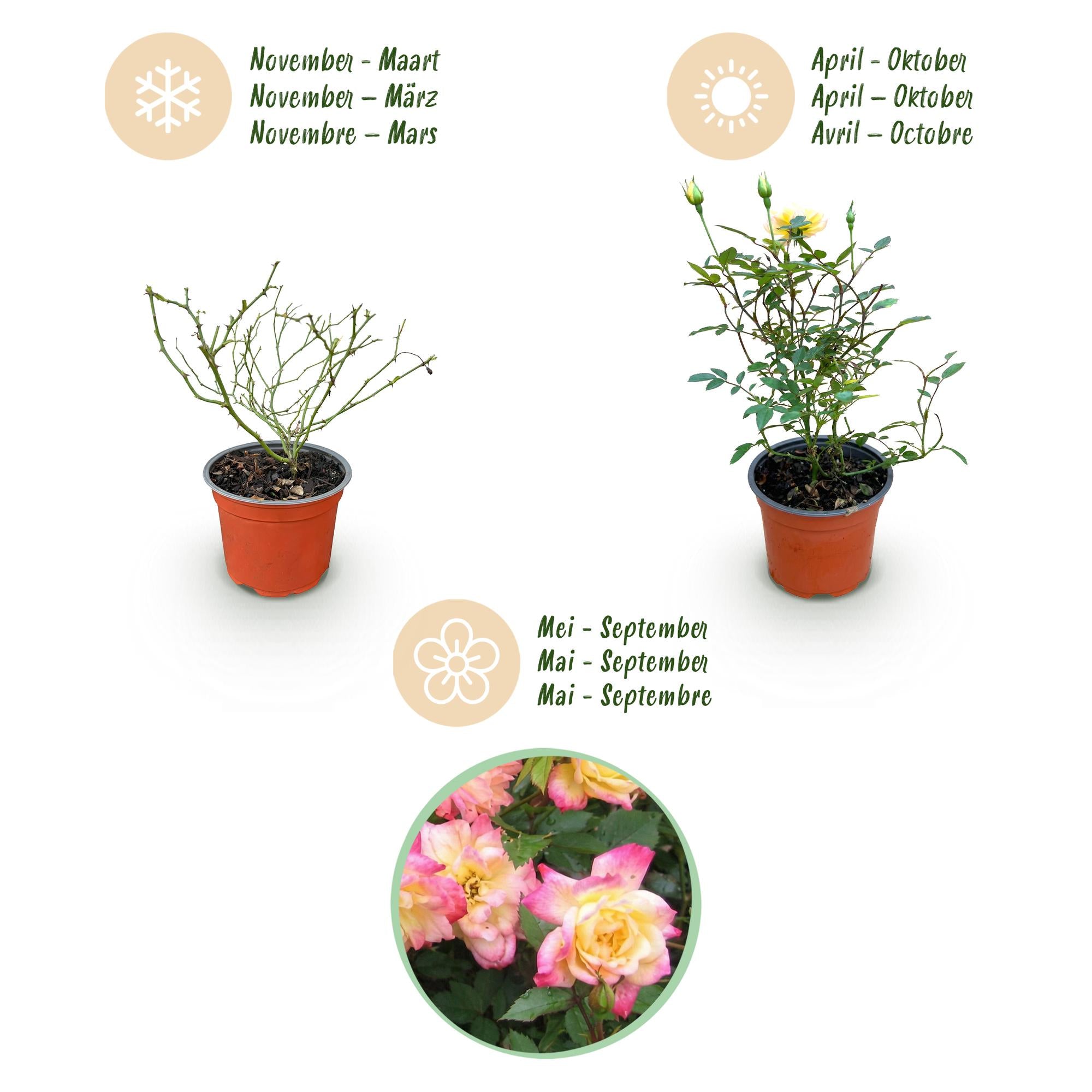 Rosa Tricolor Fairy - Roos - Winterhard - Geel-Roze - 3 Planten - Pot 12cm - Hoogte Hoogte 20-25cm