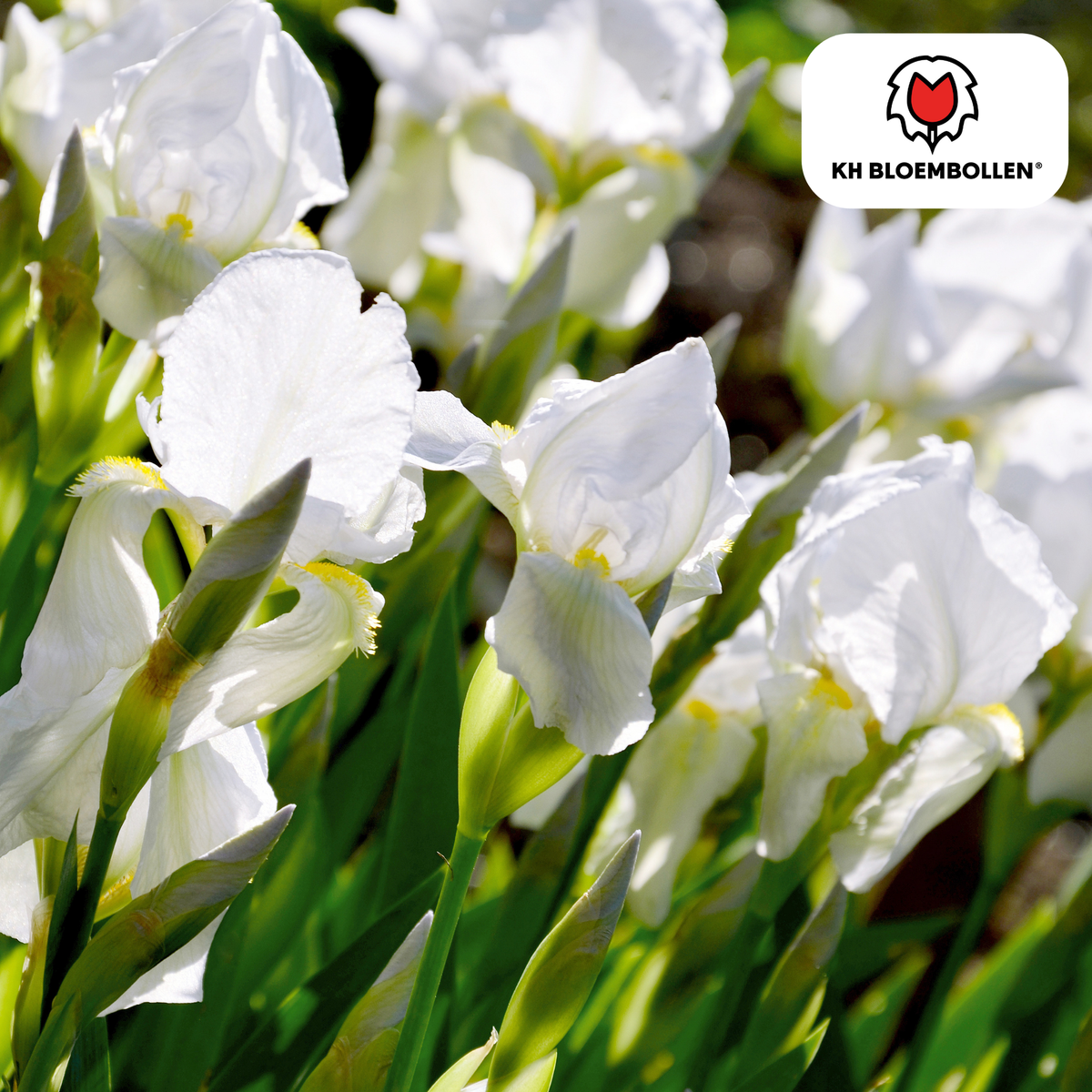 Iris Alaska 25 pezzi