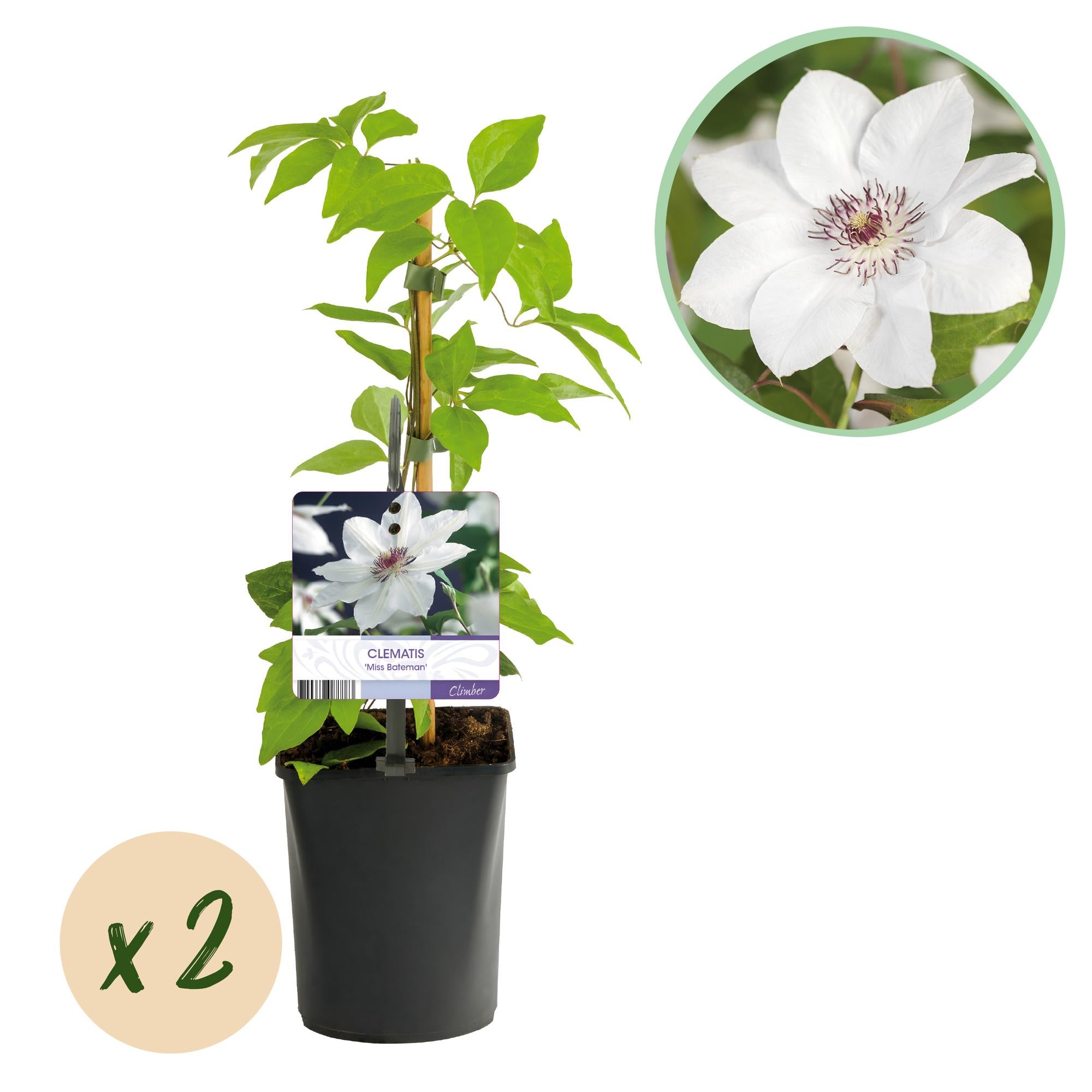 Clematis Miss bateman - Bloem Wit - Weinig onderhoud -2 planten -  Pot 11cm Hoogte 40cm