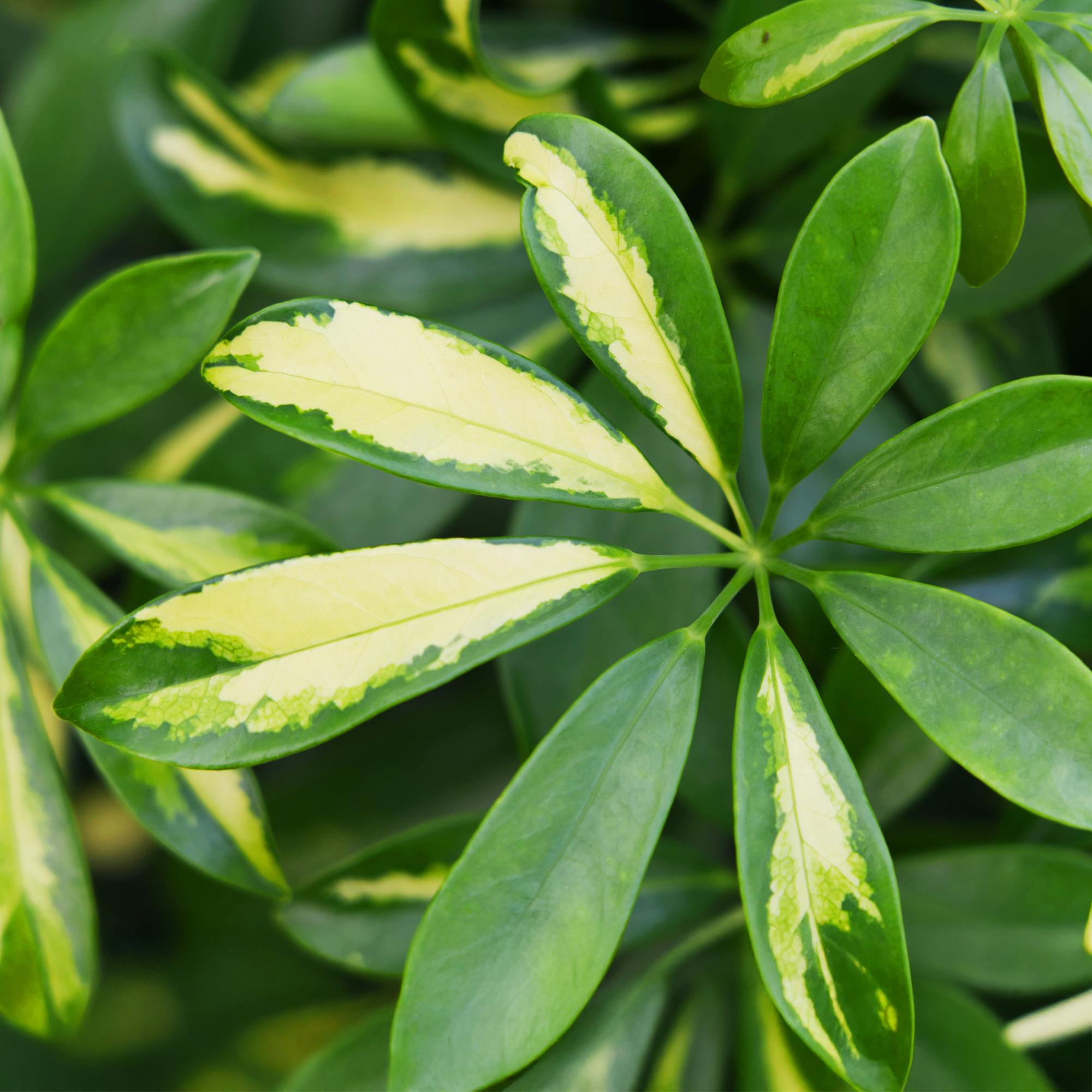 Schefflera Gold Capelle - Vingerboom - Pot 21cm - Hoogte 70-81cm