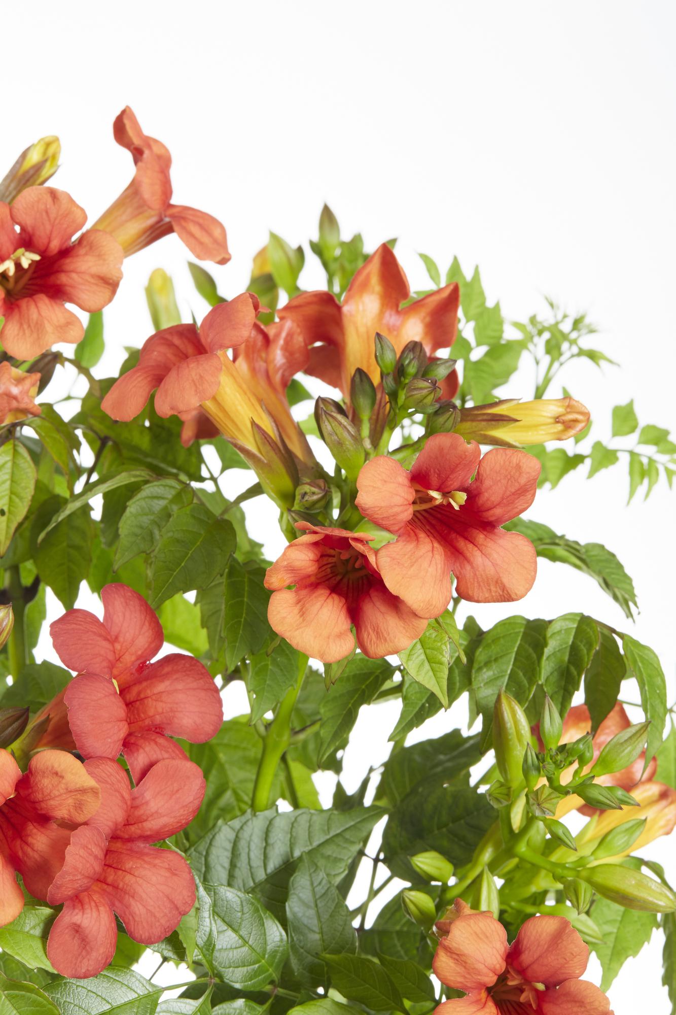 Campsis Summer Jazz Feuertrompete - Ø19cm - ↕70cm - Ø15 - ↨65cm
