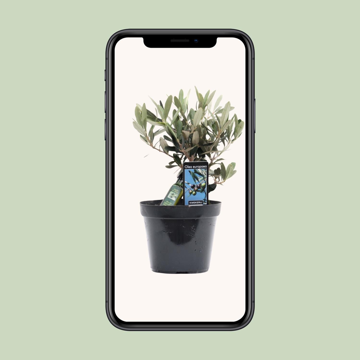 Olea Olive - Ø13cm - ↕25cm