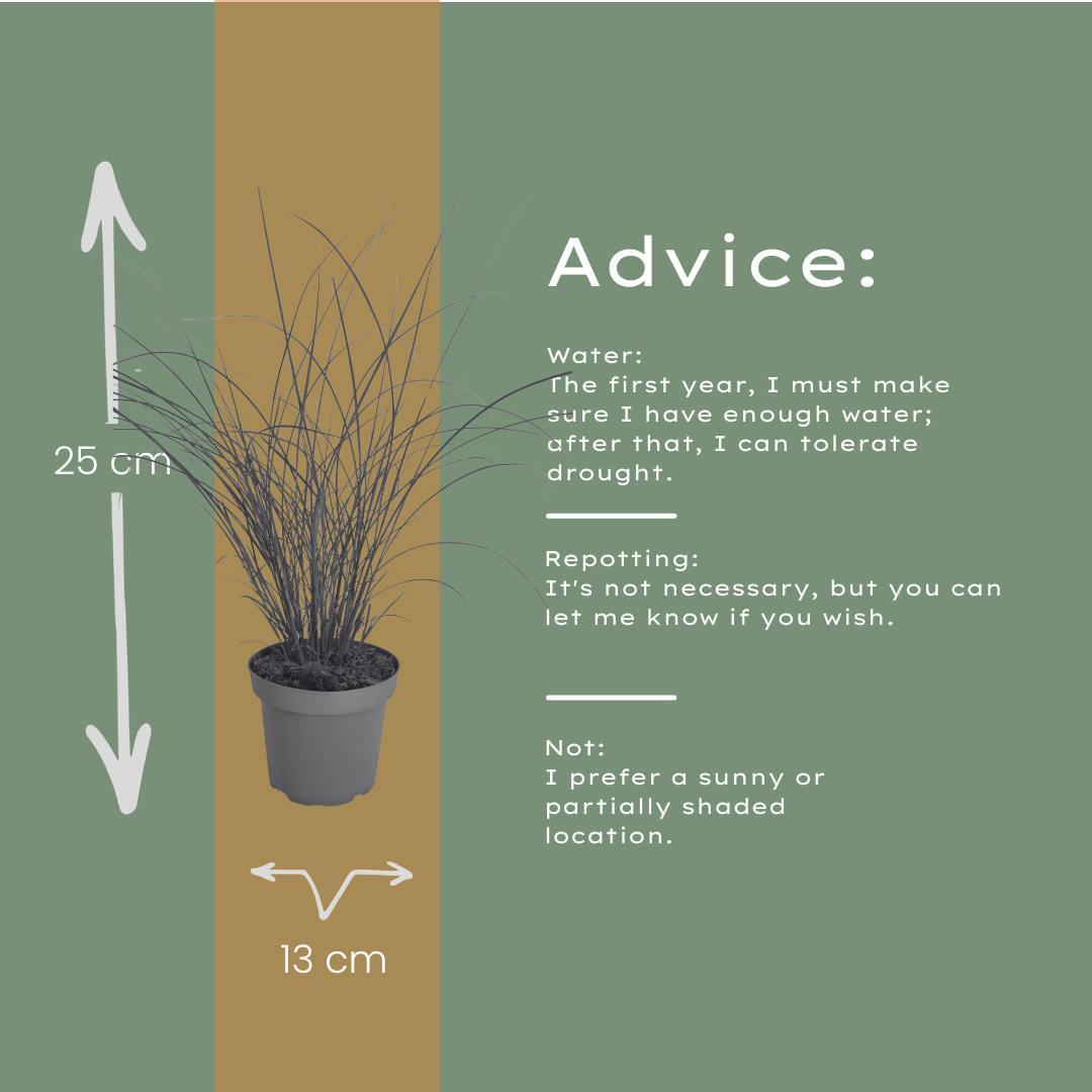 3x Miscanthus sinensis ‘Gracillimus’ – Elegant prachtriet met sierlijk overhangend blad | Potmaat 12 cm