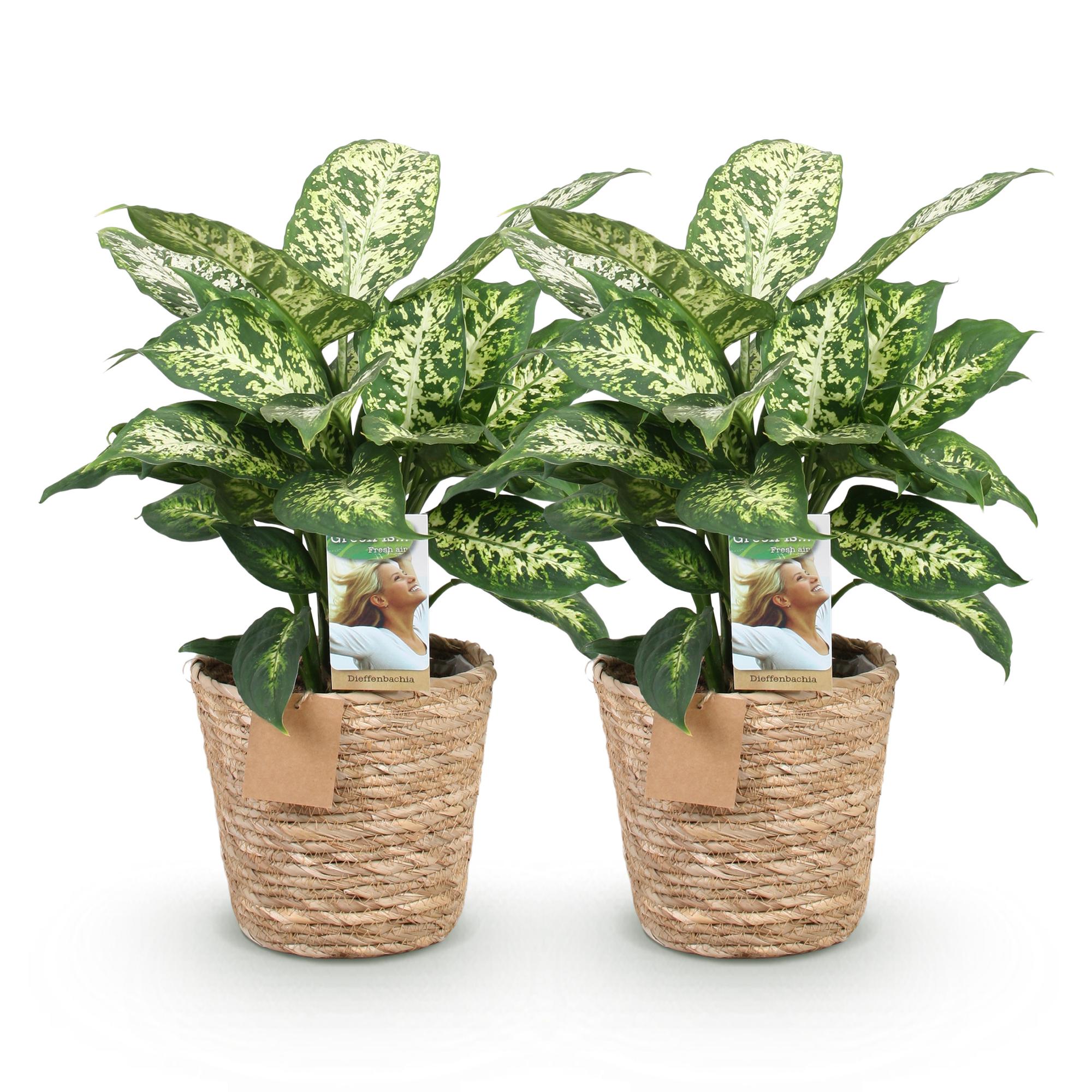 Diefenbachia Compacta - Weinig onderhoud - met mand - Groen - 2 Planten - Pot 17cm - Hoogte 45-50cm
