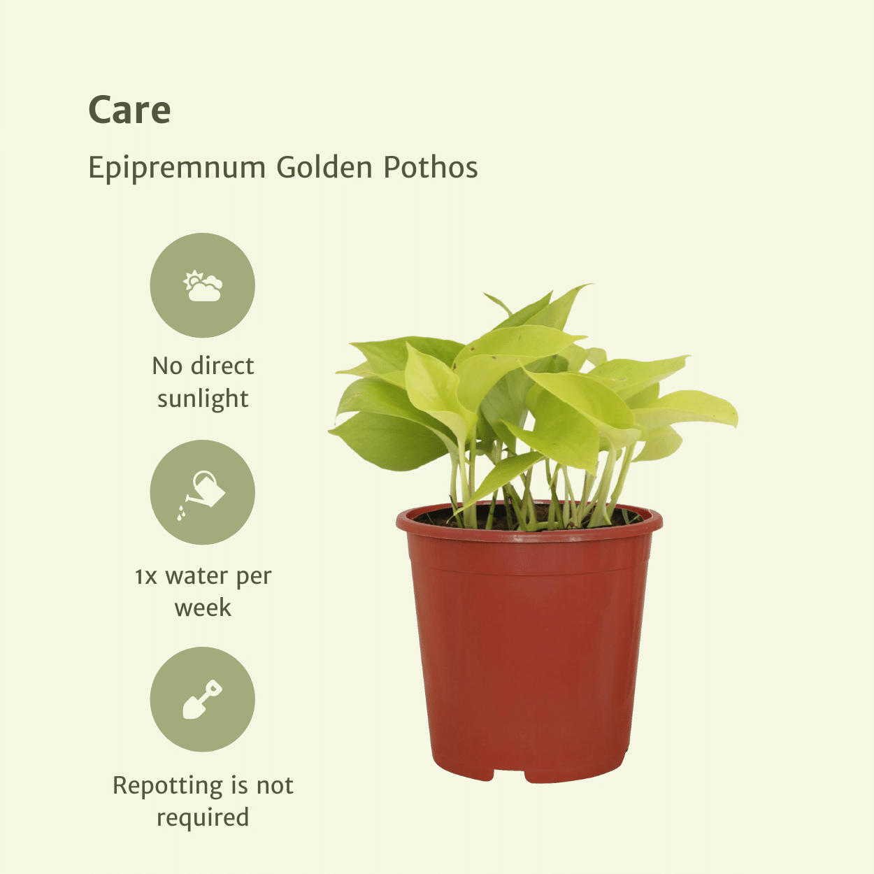 Epipremnum Golden Pothos (Scindapsus) - 4 pièces - Ø12cm - ↕15cm
