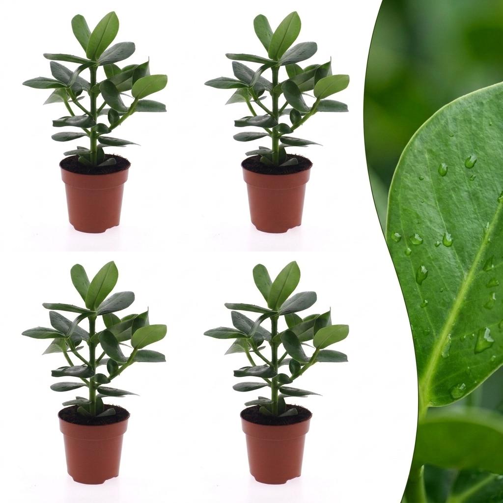 Clusia Princess - 4x - Pot 12cm - Hoogte - 40cm