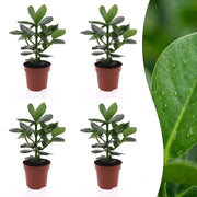 Clusia Princess - 4x - Pot 12cm - Hoogte - 40cm