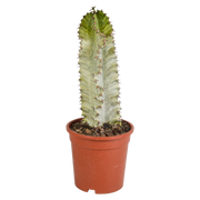 Euphorbia marmorata 17 cm