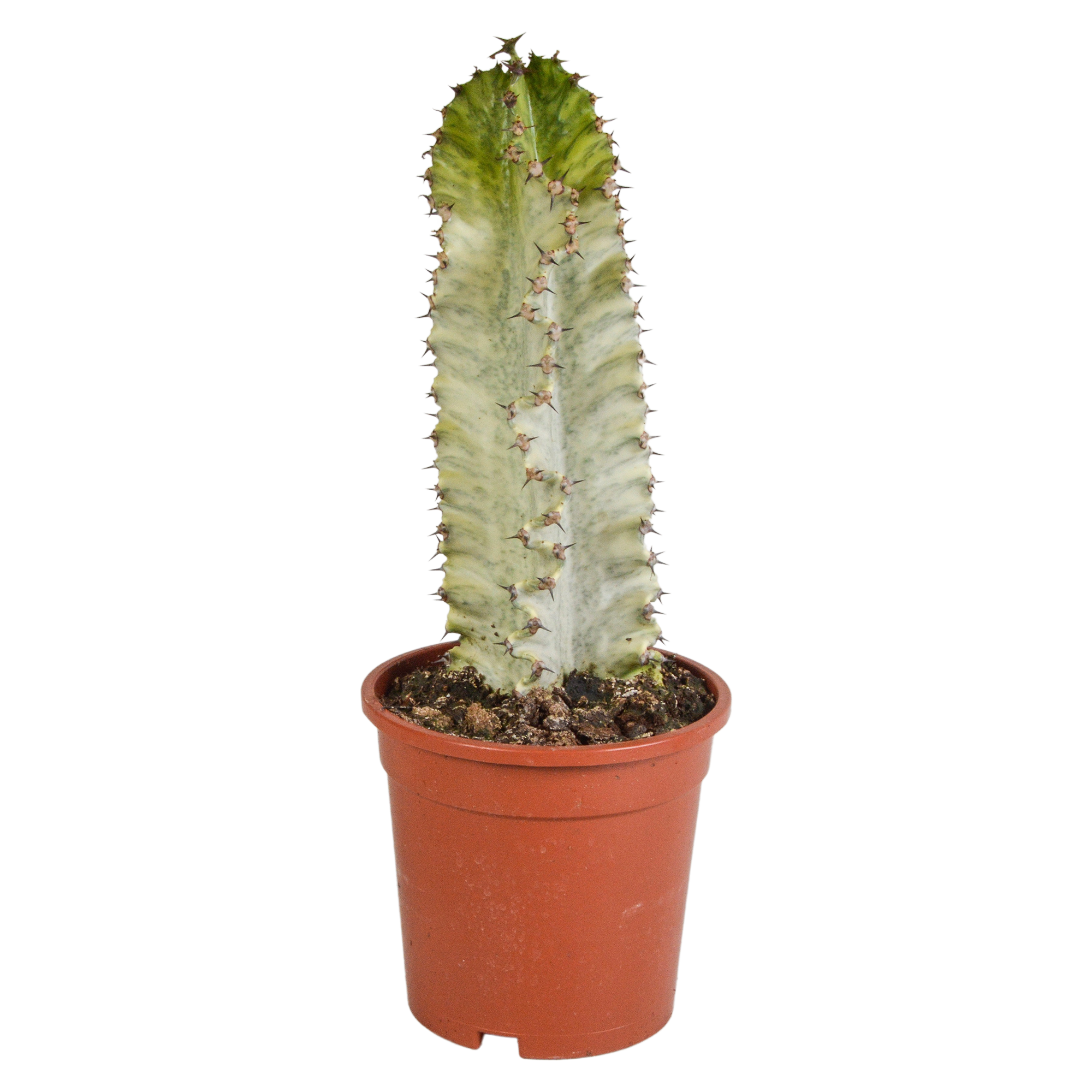 Euphorbia marmorata 17 cm