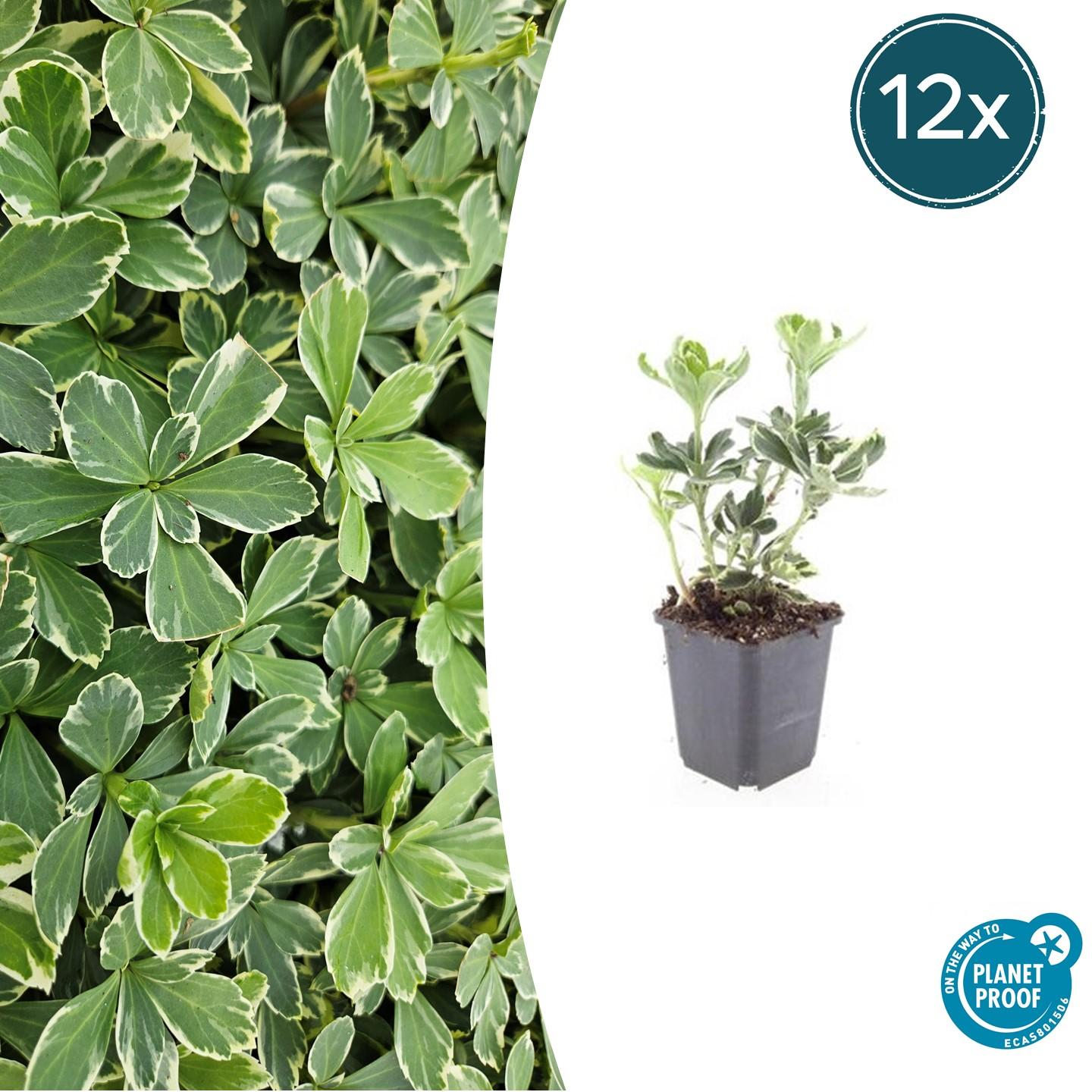 12x Pachysandra-Begriff. 'Variegata' - ↕10-25cm - Ø9cm
