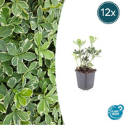 12x Pachysandra-Begriff. 'Variegata' - ↕10-25cm - Ø9cm