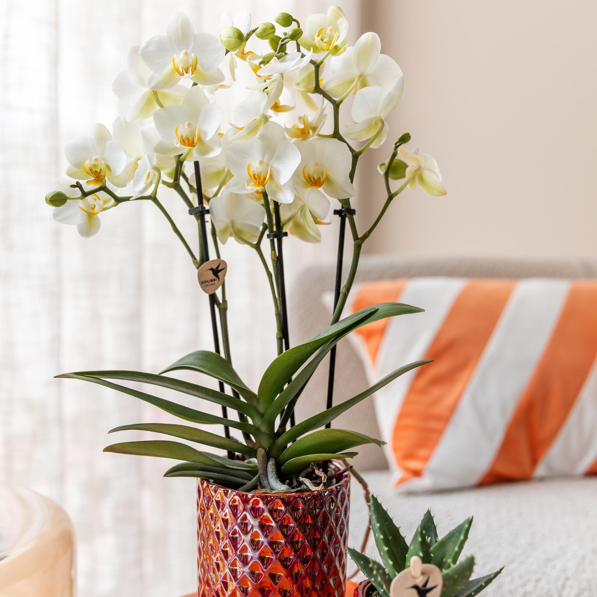 Kolibri Orchideen | Weiße Phalaenopsis-Orchidee, Topfgröße Ø 9 cm | Lausanne | Blühende Zimmerpflanze – frisch vom Züchter