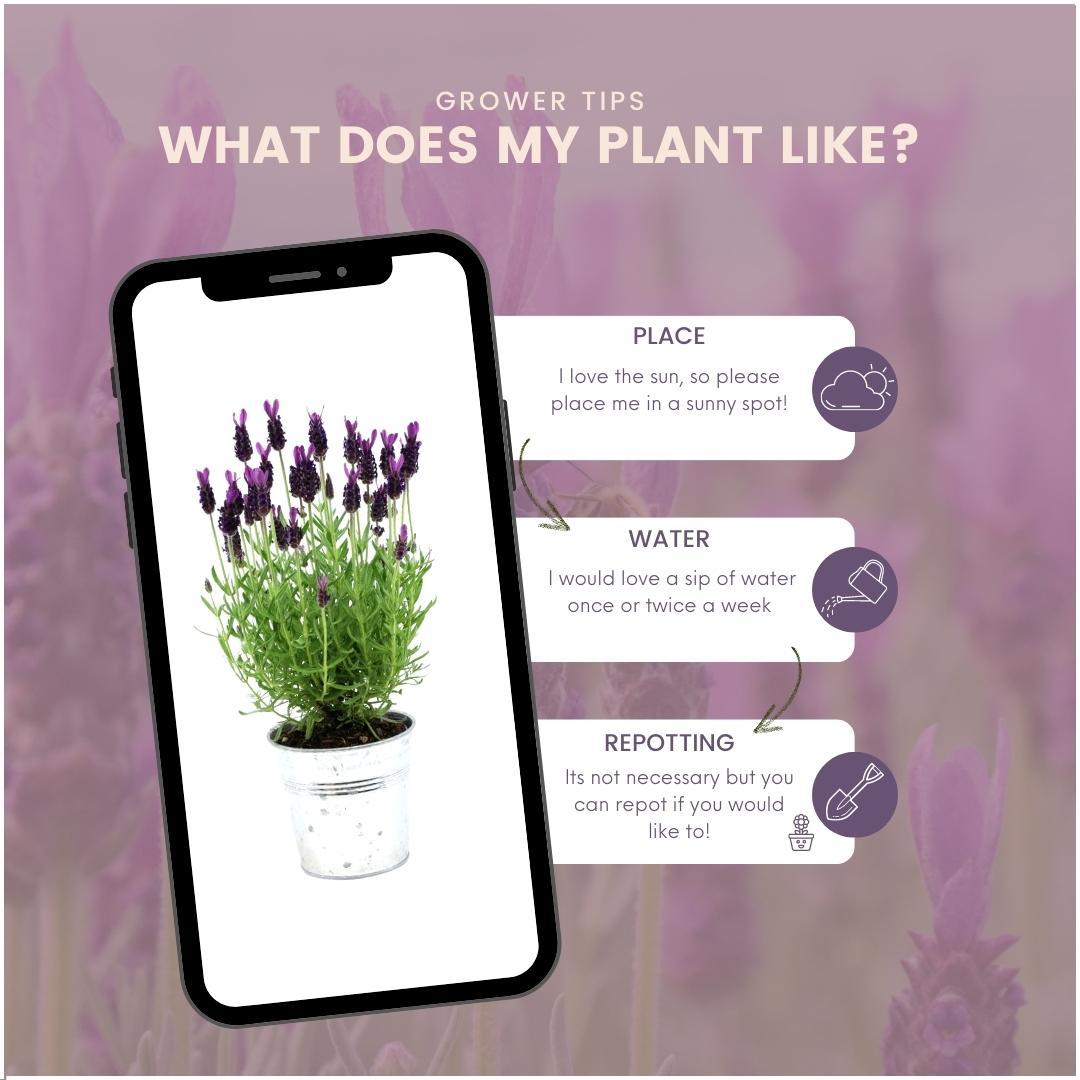 Plants by Frank – Lavandula stoechas Anouk® im dekorativen Topf „Old Look“ – 13 cm Topf – 3er-Set französischer Lavendel im dekorativen Topf