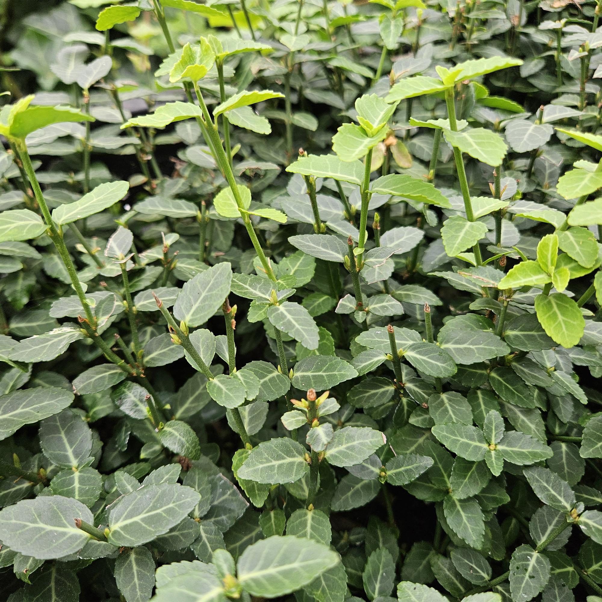 24x Euonymus fortunei radicans - ↕10-25cm - Ø9cm