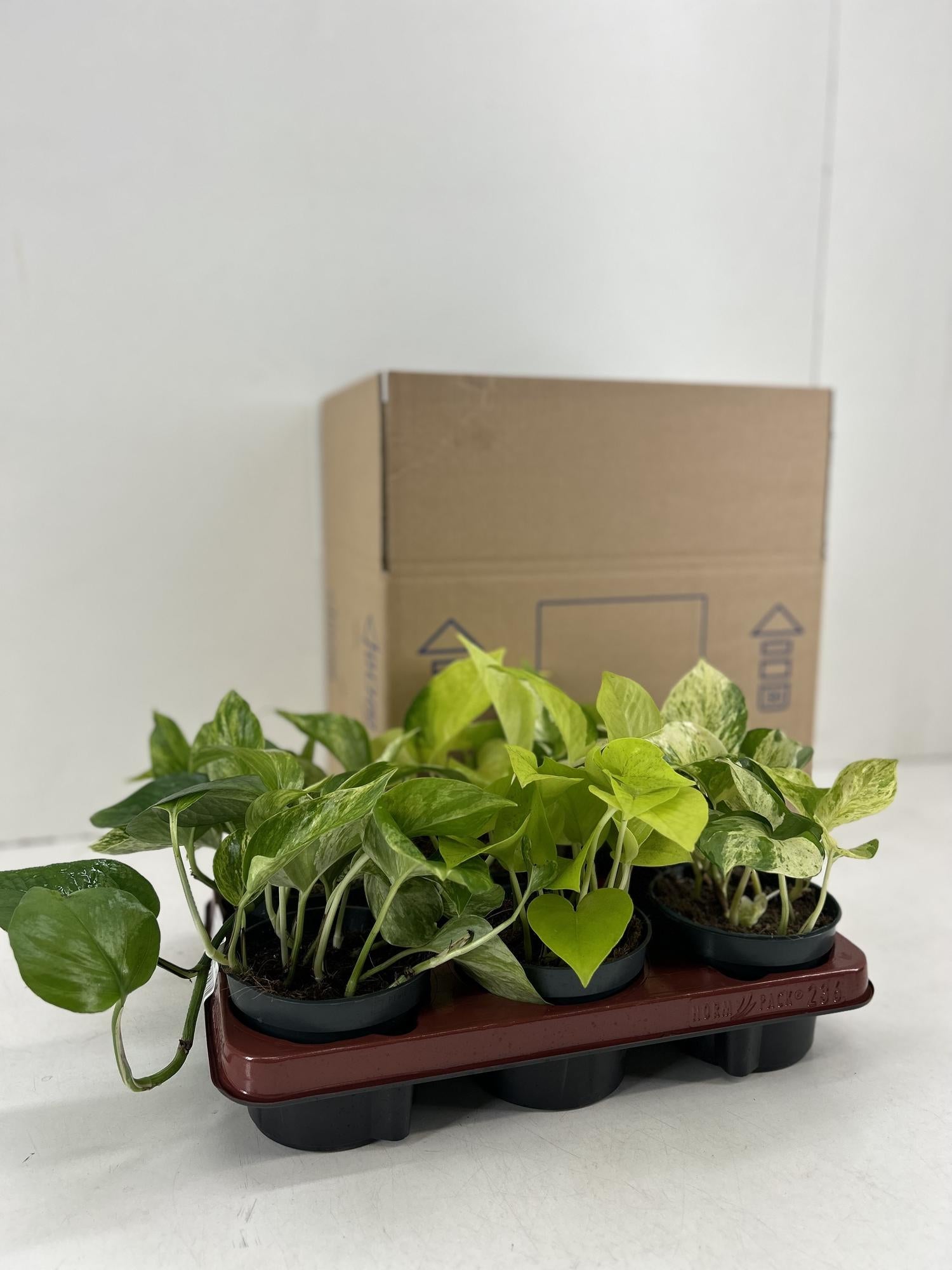 Epipremnum Mix - 6 pezzi - Ø12cm - ↕15cm