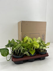 Epipremnum Mix - 6 pezzi - Ø12cm - ↕15cm