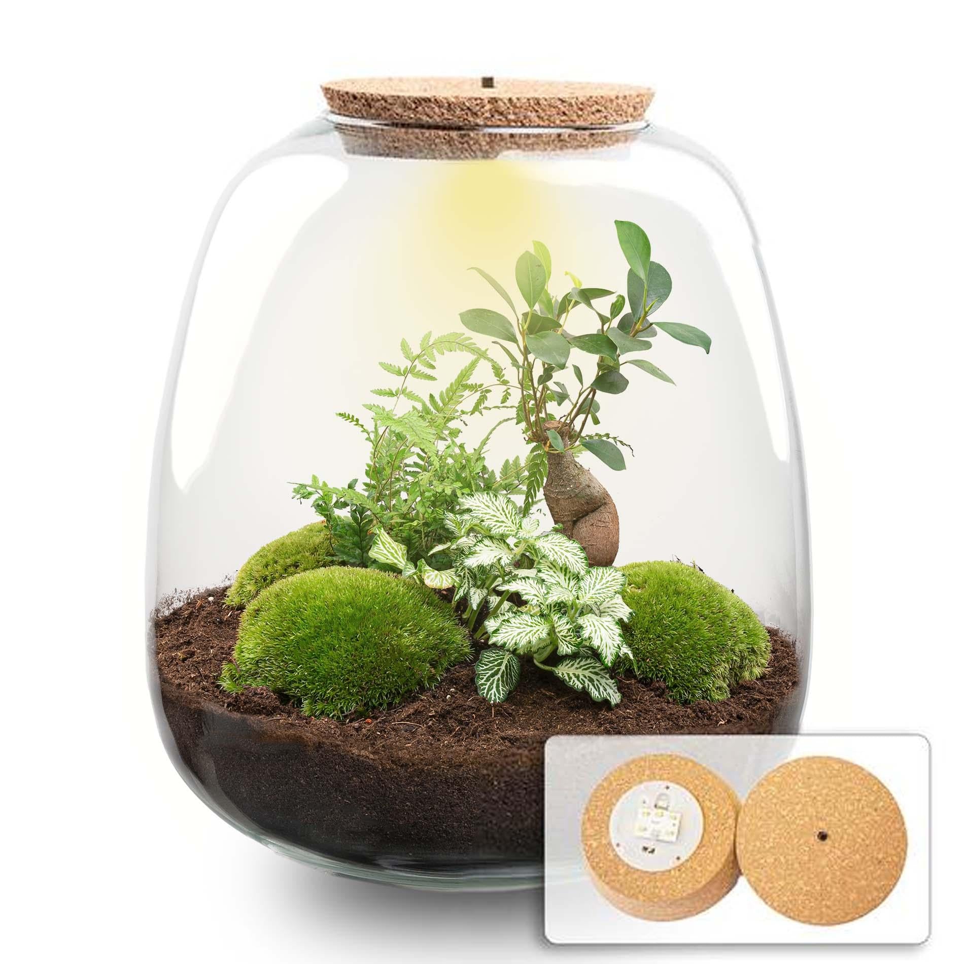 Pflanzenterrarium – Emma – DIY-Set – ↑ 25 cm – Ø 23 cm – Bonsai Weiß