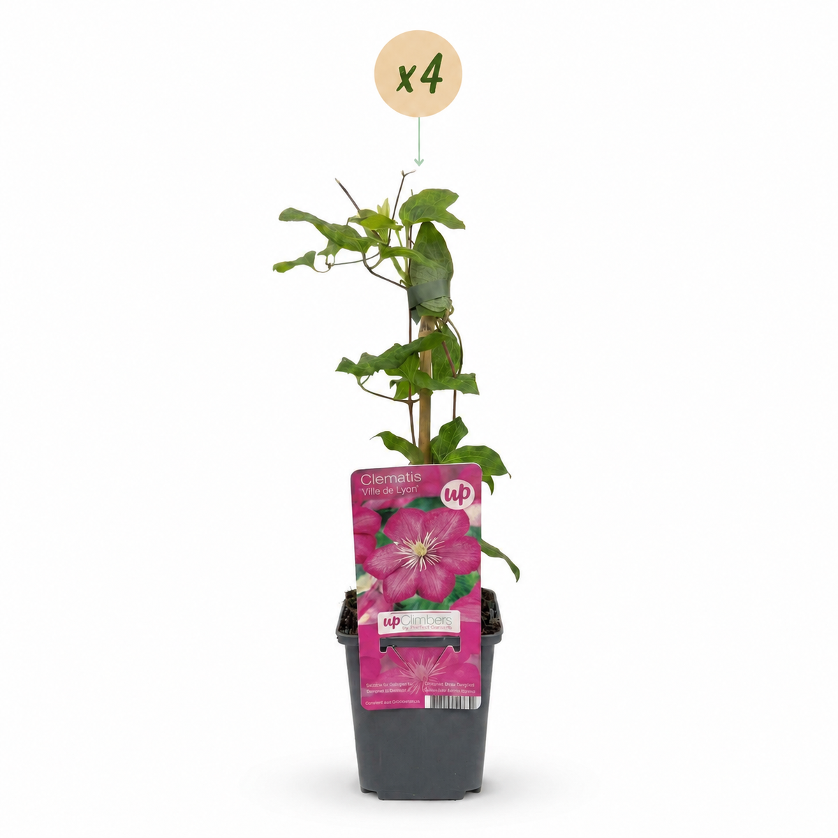 Clematis Ville de Lyon - Bosrank 4x - Rood - Klimplant - Ø9cm - ↕35cm