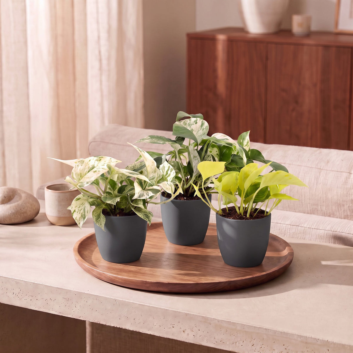 Epipremnum Tricolour 3x - Geel - Groen - Creme - Tropisch - incl. grijze pot - Ø6cm - ↕20-25cm