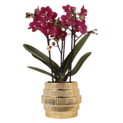 Kolibri Orchids | Paarse Chamonix orchidee + Allure sierpot goud – potmaat Ø9cm