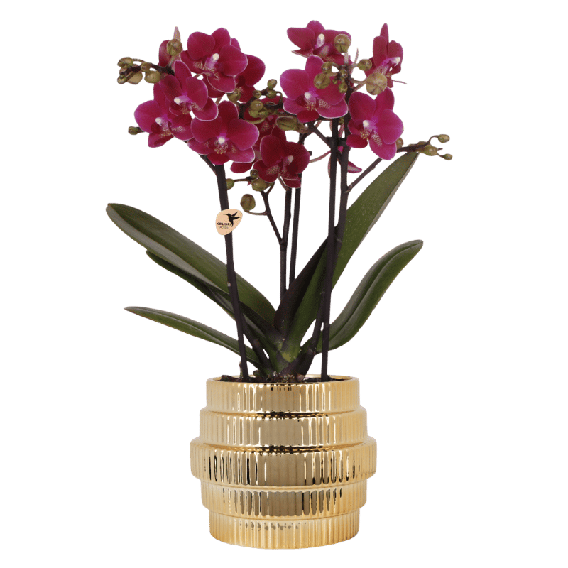 Kolibri Orchids | Paarse Chamonix orchidee + Allure sierpot goud – potmaat Ø9cm