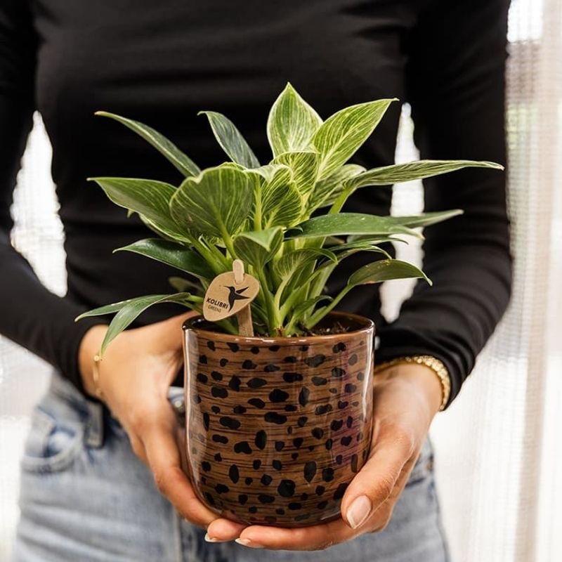 Kolibri Greens | Philodendron White Measure - Ø9cm