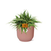Chlorophytum Ocean 15 cm en ELHO Vibes Fold 16 cm rond rose délicat