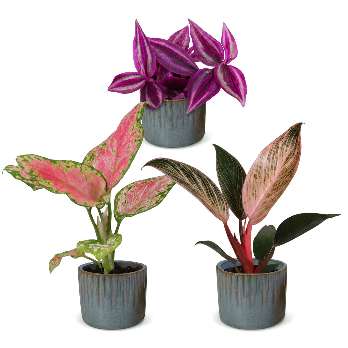 Baby Planten Paradise Mix - Diversen 3x - Tropisch - incl. Linnea Misty Blue - Ø6cm - ↕10-15cm